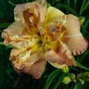 Double Winged Angel Daylily